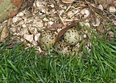Pied avocet nest with 3 eggs