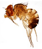 Mutant fruit fly,LM