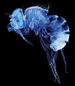 Mutant fruit fly,LM