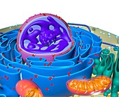 Animal cell,illustration