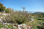 Hyssopus officinalis plant