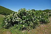 Burnet rose bush