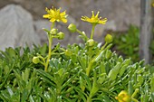 Yellow mountain saxifrage