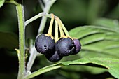 European black nightshade berries