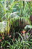 Blick in den Dschungel aus exotischen Pflanzen