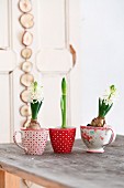 weiße Hyazinthen und Amaryllis in nostalgischen Tassen auf Holztisch