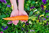 Hands holding a freshly picked carrot