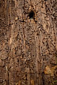 Marks left on tree bark by the bark beetle in the Bavarian Forest National Park, Germany