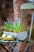 Easter arrangement of eggs, moss and grape hyacinths on vintage folding chair
