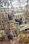 Free-range hens on and around vintage garden bench