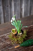 Easter arrangement of snowdrops, moss and egg shells