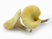Fresh picked edible yellow or golden oyster mushrooms (Pleurotus citrinopileatus) in a grow box against a white background