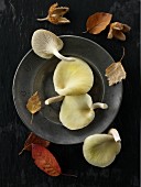 Fresh picked edible yellow or golden oyster mushrooms (Pleurotus citrinopileatus) against a black background