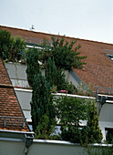 Dachgarten mit Scheinzypressen, Kiefer, Buchs