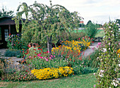 Well-kept allotment garden with ornamental cherry