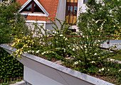Roof garden with roses