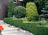 Box hedge, mock cypresses at the house entrance