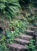 Stairs with ferns