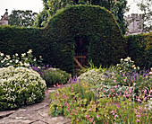 Taxus baccata hedge