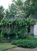 Pavilion with vine