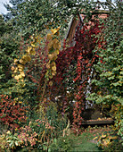 Bank im Garten: Aristolochia durior