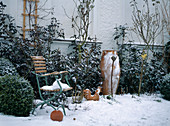 Garden in winter, chair with snow, terracotta pot, rooster, roses, boxwood