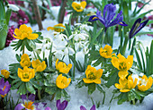 Spring awakening, Eranthis hyemalis (winter aconite), Galanthus