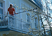 Prunus (Birne) vom Balkon aus mit einer Stabschere