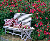 Französiche Gartenbank mit Rosa gallica 'Scharlachglut'