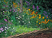 Wildflower bed: Lychnis (Cuckoo's campion), Eschscholzia
