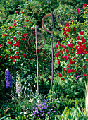 Garden art with woven willow, rose 'Flammentanz'