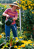 Frau gießt im Bauerngarten Tagetes (Studentenblume)