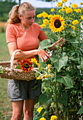 Monika cutting sunflowers in the cottage garden