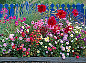 Summer flower bed with annuals