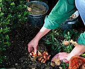 Step 4: Planting spring onions