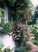 Climbing rose