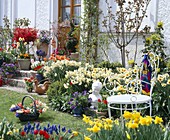 Frühlingsgarten mit NARCISSUS 'Cragford'