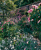 Rosa (shrub roses)