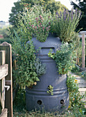 Plastic barrel planted with herbs