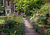 Vorgarten mit Lavendel und Rose