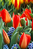 Tulipa 'Princeps', Muscari