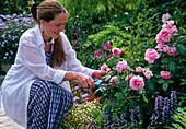 Cut roses regularly