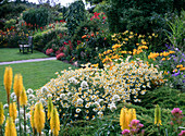 Gelbes Blumenbeet, Kniphofia, Alstroemeria