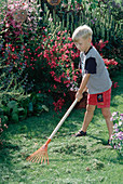 Child raking up cut grass