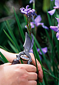 Iris / Schwertlilie : Verblühte Teile Abschneiden