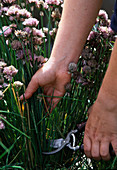 Cutting back chives