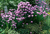 Flowering chives