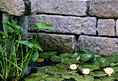 Water feature with water lily