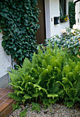 Fern at the house entrance