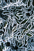 Frost on Euonymus fortunei 'Gracilis'